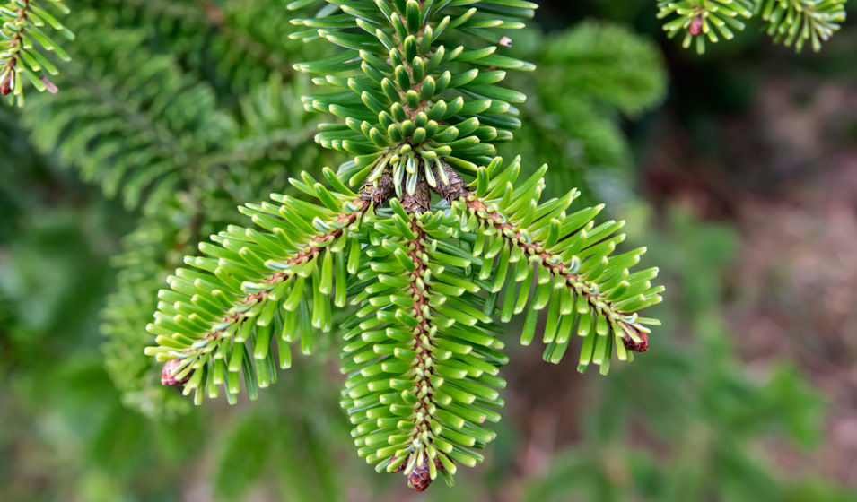 Origines de nos sapins