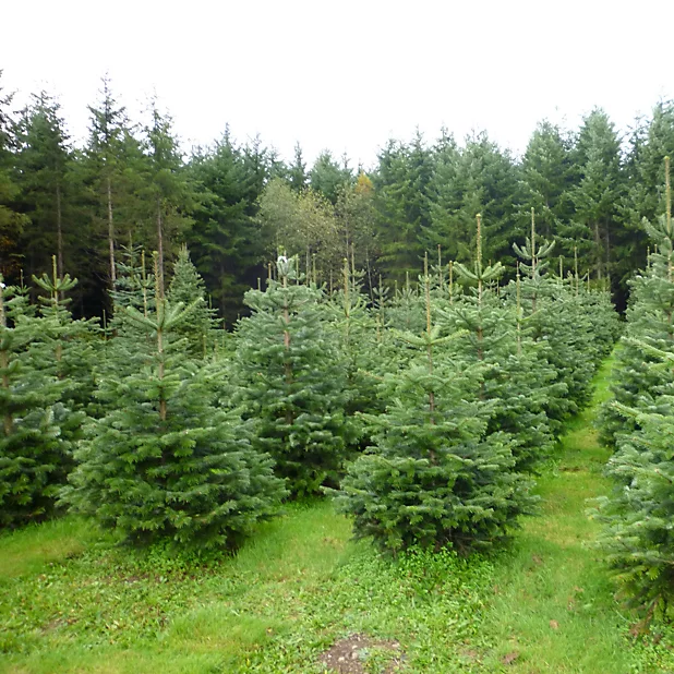 Sapins de noël grandes tailles